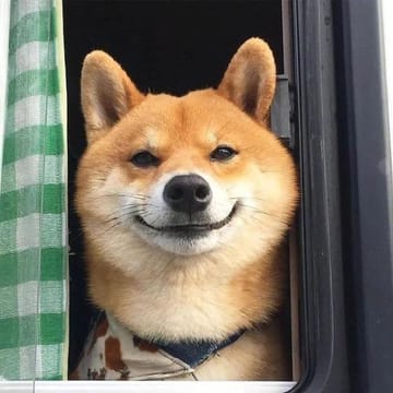Ảnh đại diện người dùng